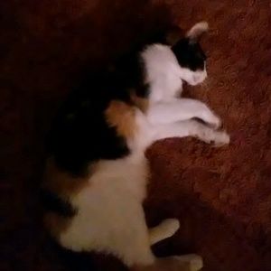 Meet your Posher, Zander